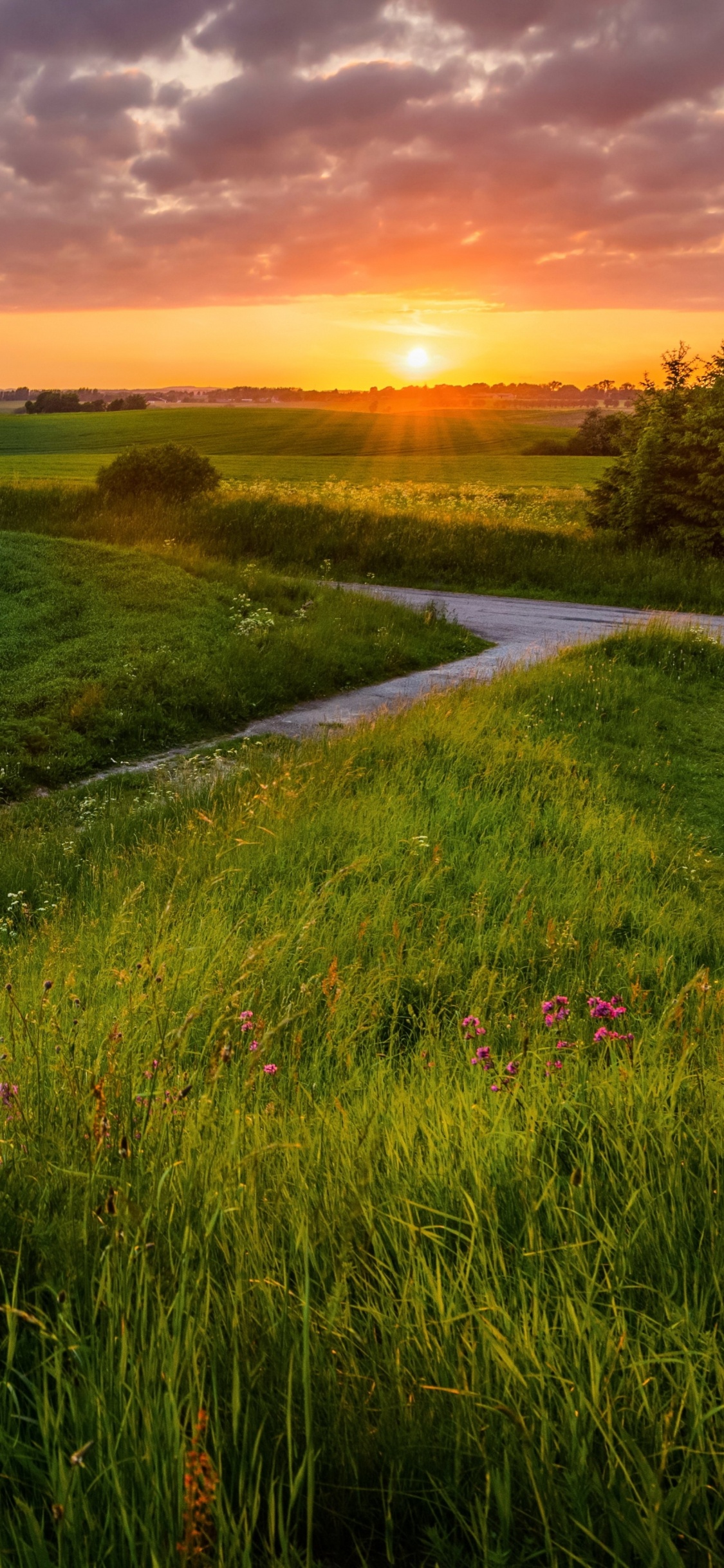 Champ D'herbe Verte Pendant le Coucher du Soleil. Wallpaper in 1125x2436 Resolution