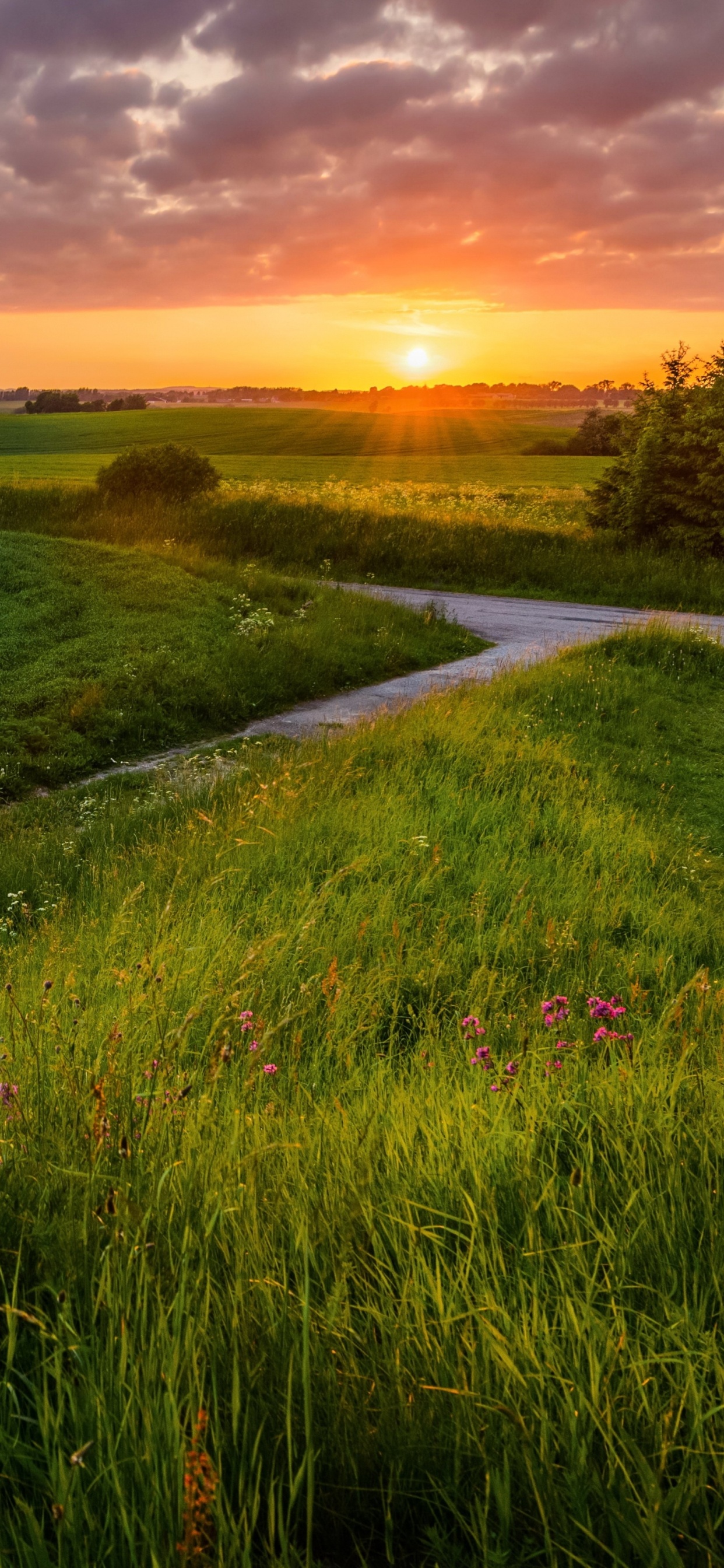 Champ D'herbe Verte Pendant le Coucher du Soleil. Wallpaper in 1242x2688 Resolution