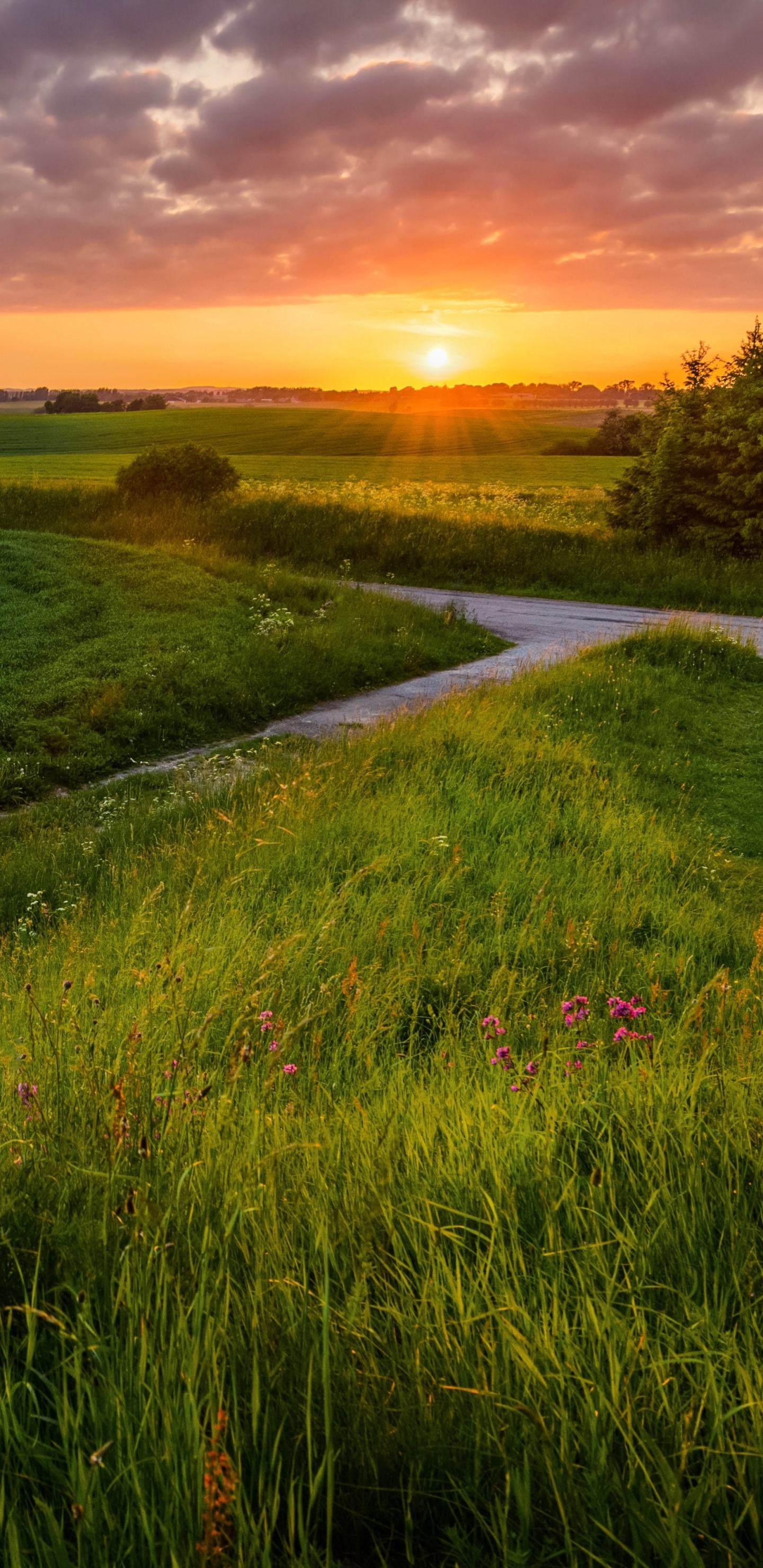 Champ D'herbe Verte Pendant le Coucher du Soleil. Wallpaper in 1440x2960 Resolution