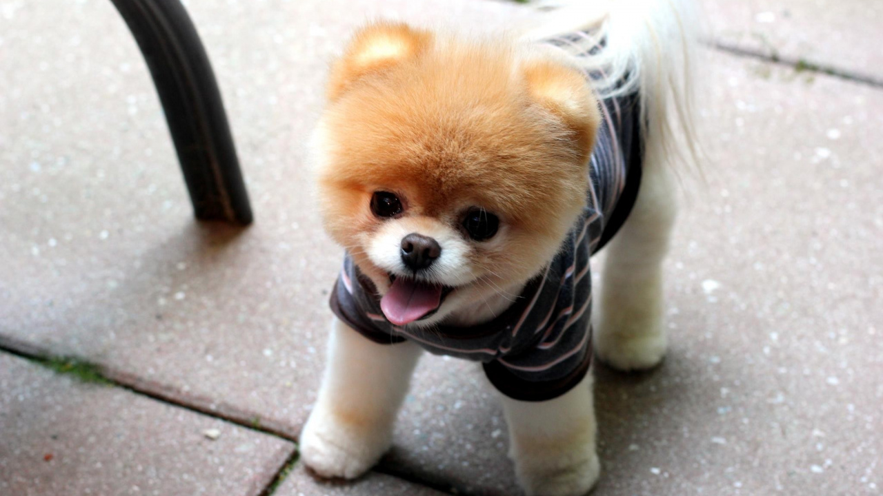 White and Brown Pomeranian Puppy. Wallpaper in 1280x720 Resolution