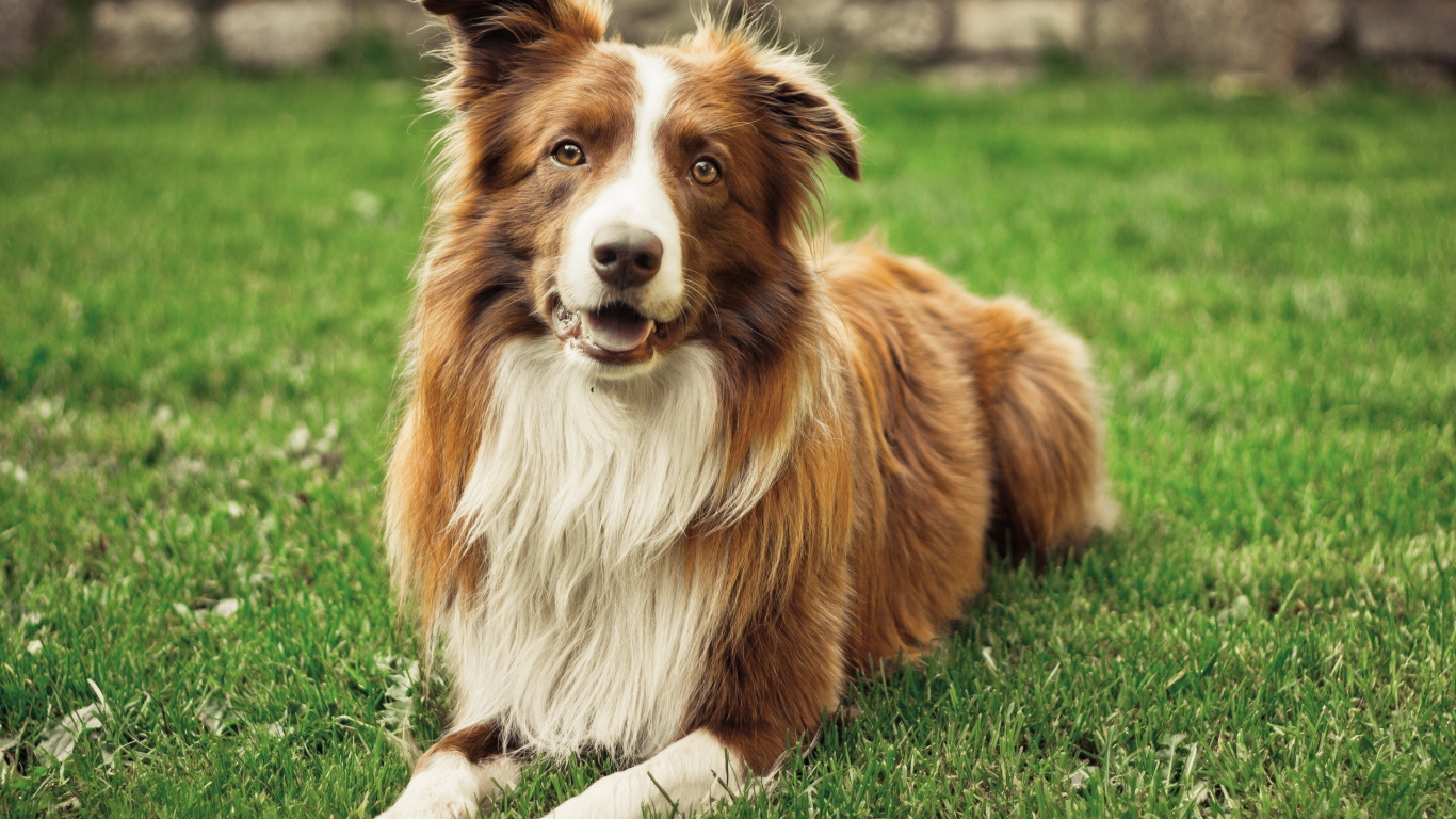 Brown and White Long Coat Dog Lying on Green Grass Field During Daytime. Wallpaper in 1366x768 Resolution