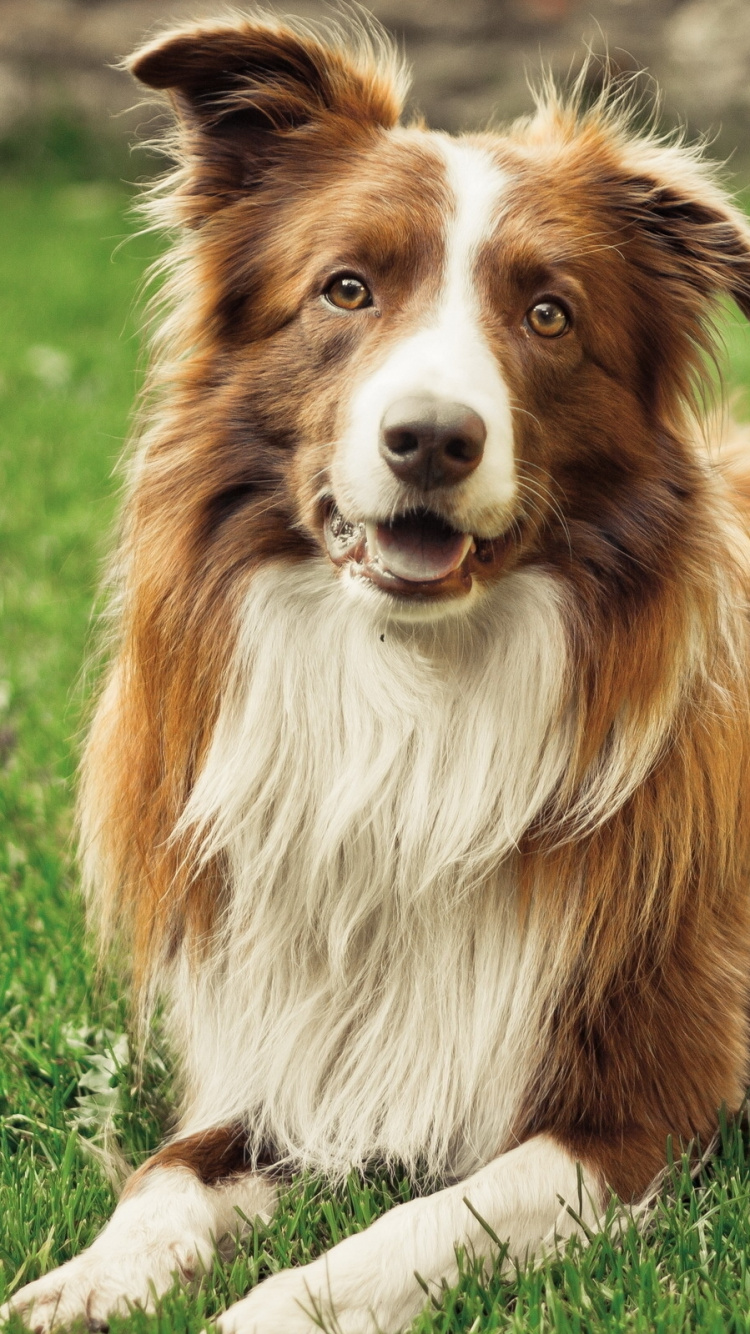 Brown and White Long Coat Dog Lying on Green Grass Field During Daytime. Wallpaper in 750x1334 Resolution