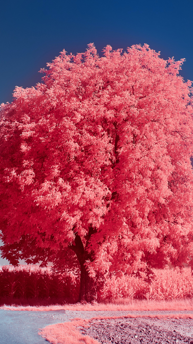 Ios 16, IOS, Apple, Botanique, Paysage Naturel. Wallpaper in 750x1334 Resolution