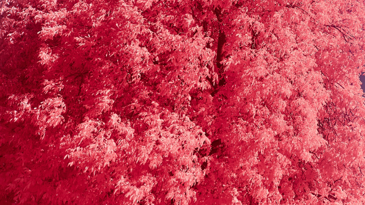 Ios 16, Ios, Manzana, la Botánica, Paisaje Natural. Wallpaper in 1280x720 Resolution