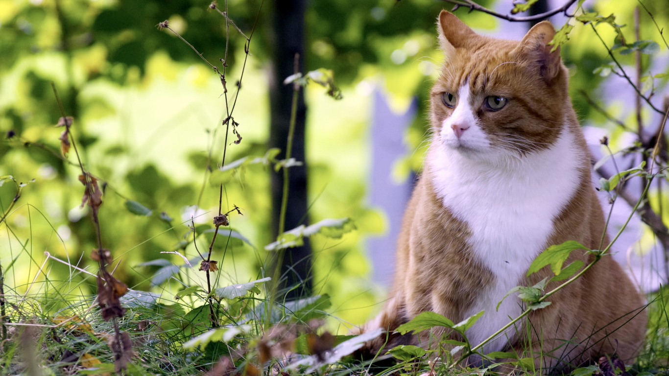 小猫, 大花猫, 动植物, 夏天, 菌群 壁纸 1366x768 允许