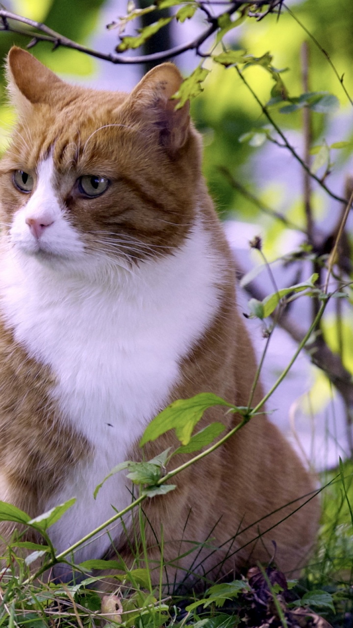 小猫, 大花猫, 动植物, 夏天, 菌群 壁纸 720x1280 允许