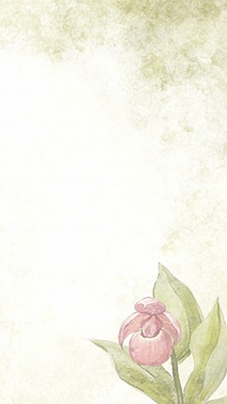 Pink Rose on White Surface. Wallpaper in 750x1334 Resolution