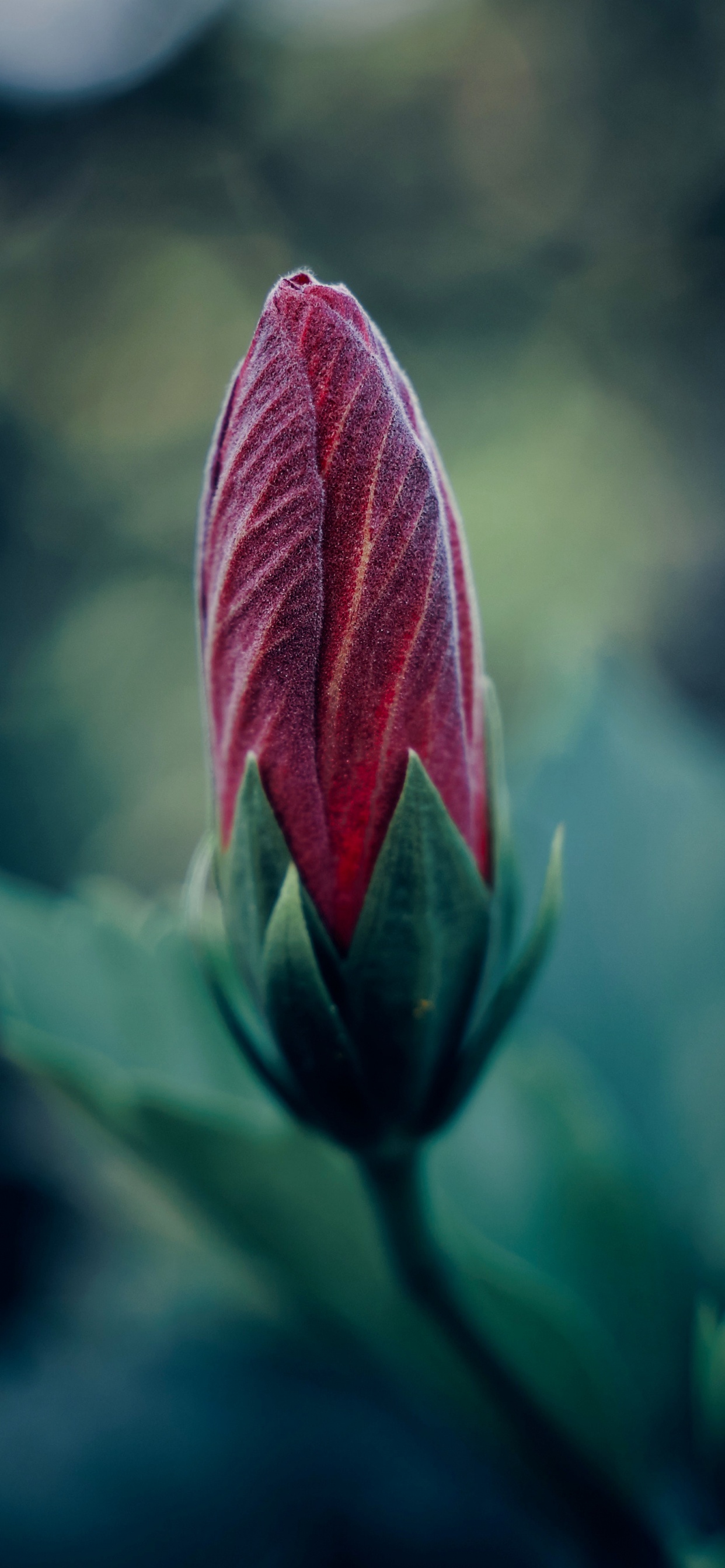 Lila Blume in Tilt-Shift-Linse. Wallpaper in 1242x2688 Resolution