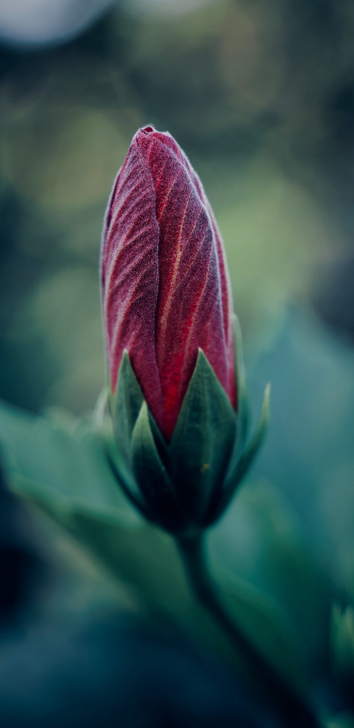 Lila Blume in Tilt-Shift-Linse. Wallpaper in 1440x2960 Resolution