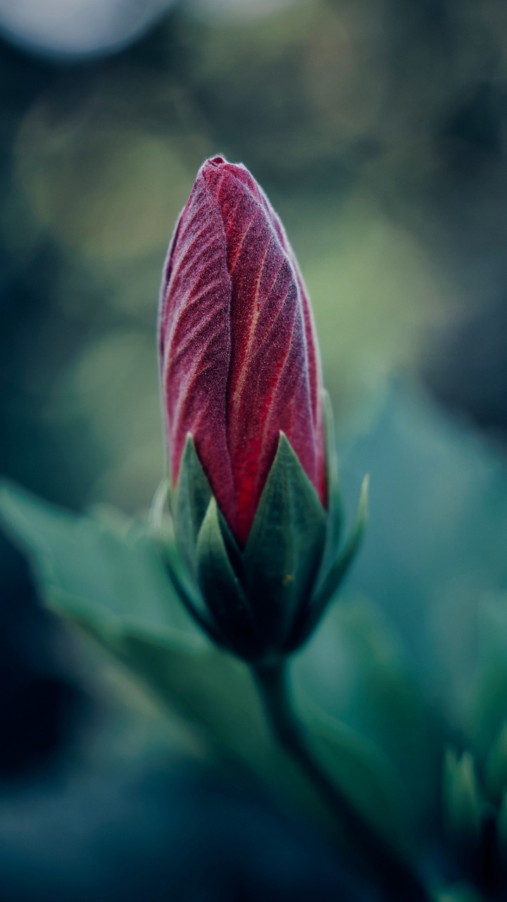 Purple Flower in Tilt Shift Lens. Wallpaper in 720x1280 Resolution