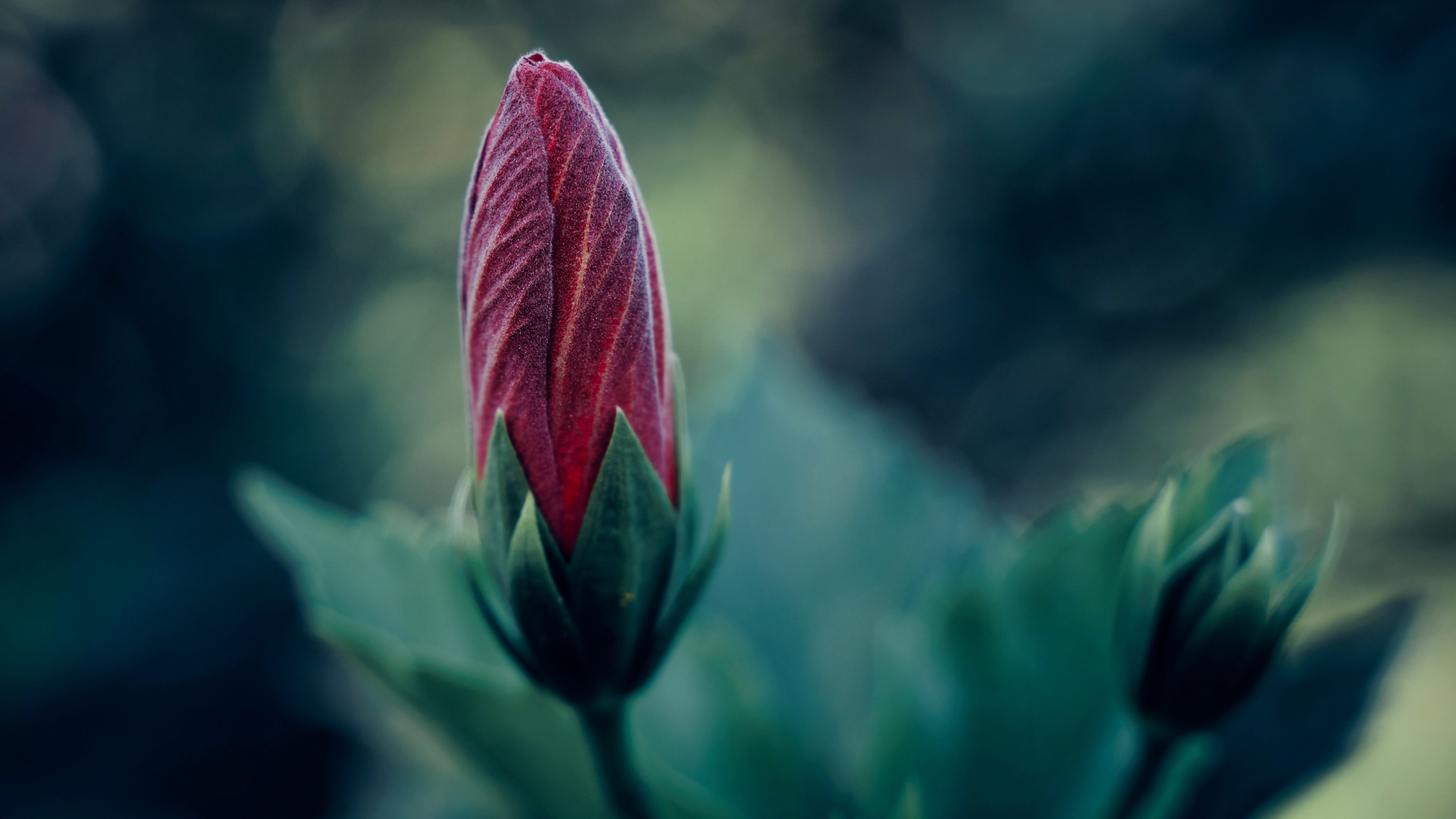 Fleur Pourpre Dans L'objectif à Basculement. Wallpaper in 1920x1080 Resolution