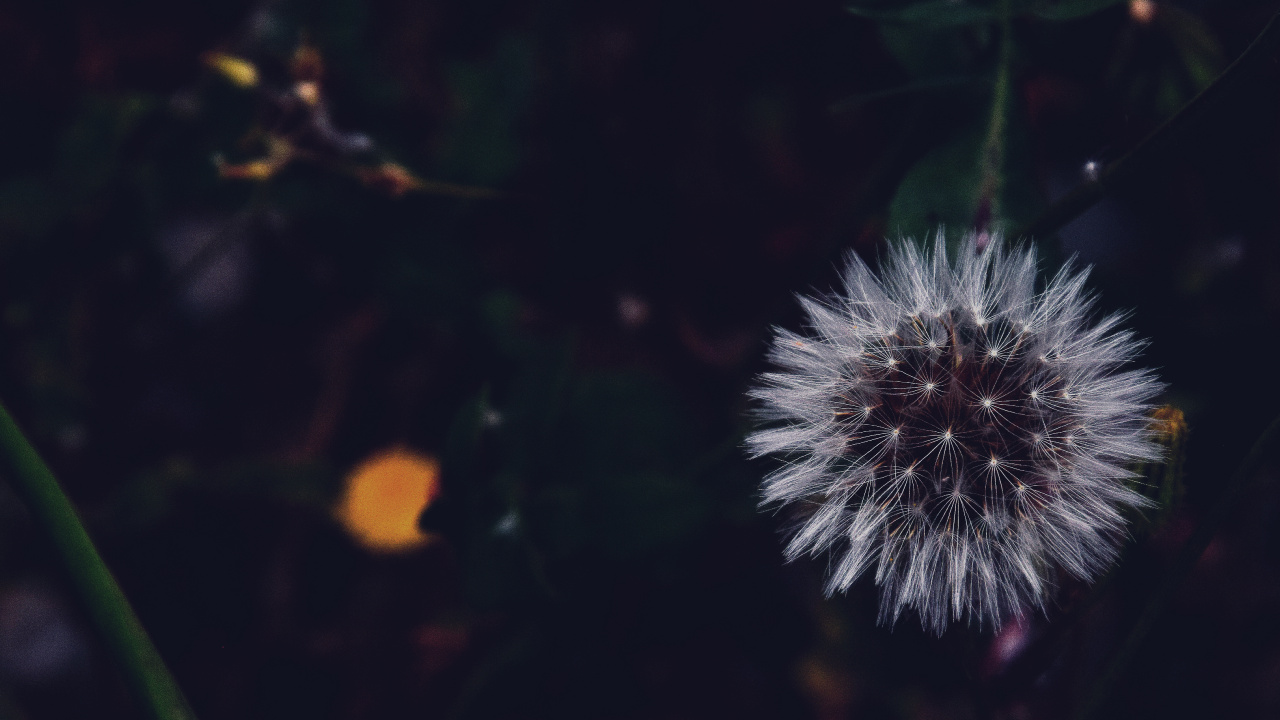 Diente de León Blanco en Fotografía de Cerca. Wallpaper in 1280x720 Resolution
