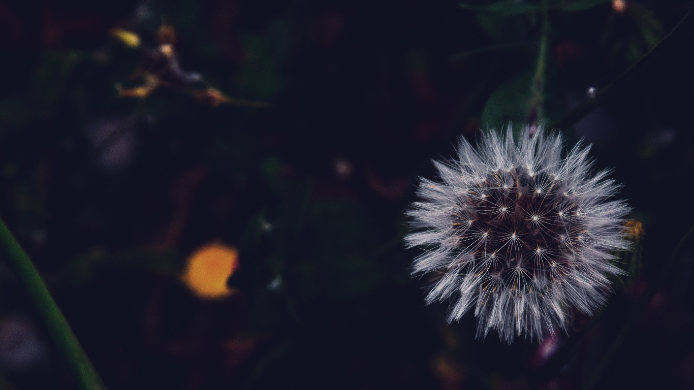 Diente de León Blanco en Fotografía de Cerca. Wallpaper in 1366x768 Resolution