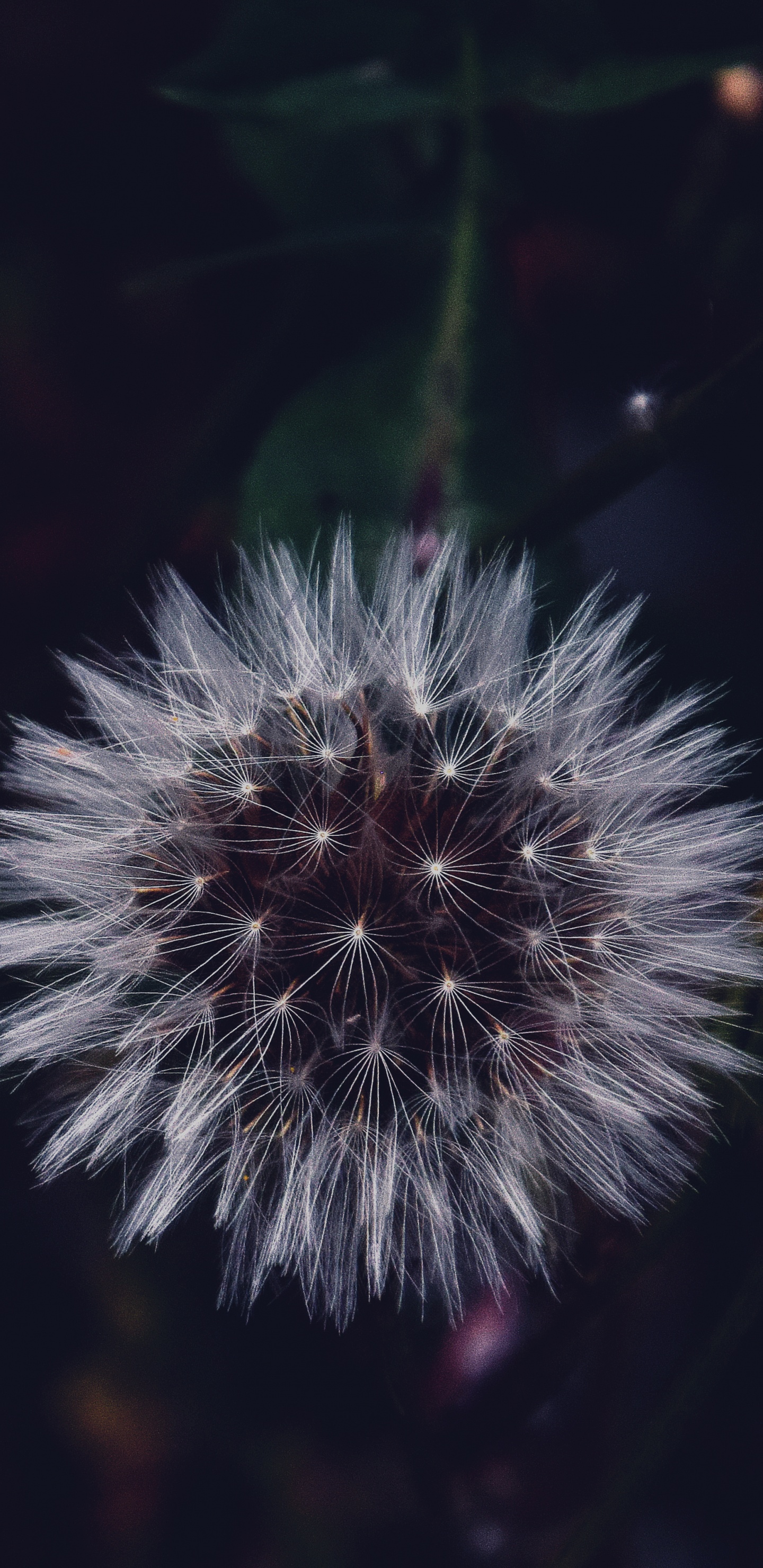 Diente de León Blanco en Fotografía de Cerca. Wallpaper in 1440x2960 Resolution