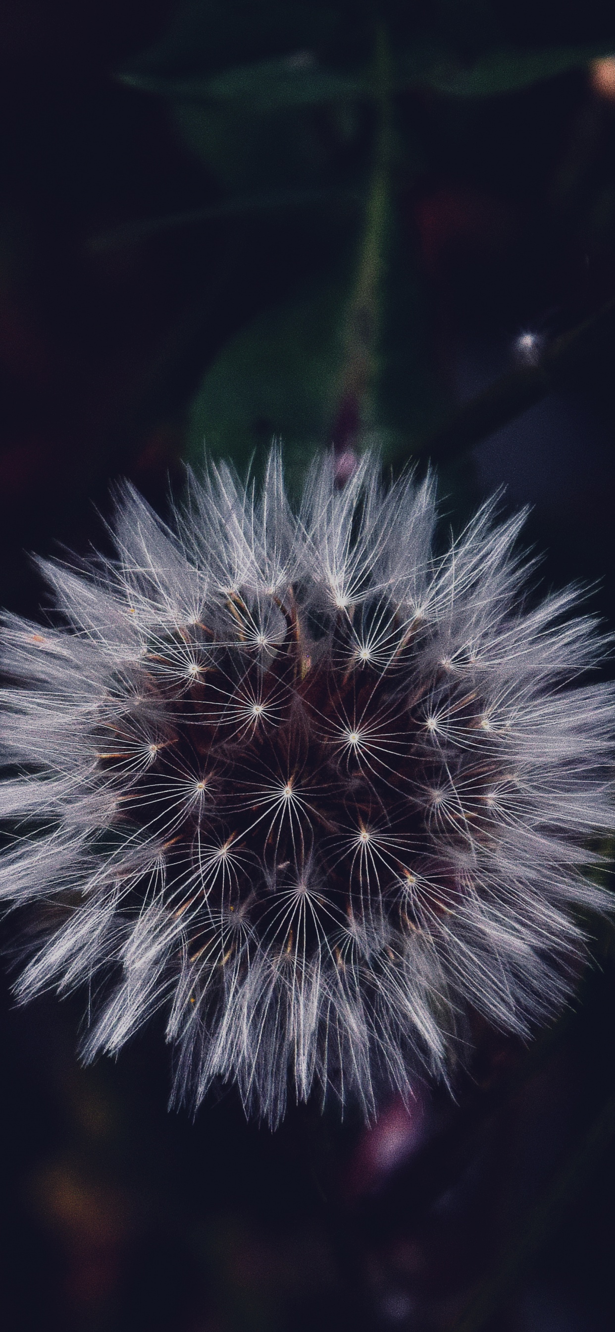 White Dandelion in Close up Photography. Wallpaper in 1242x2688 Resolution