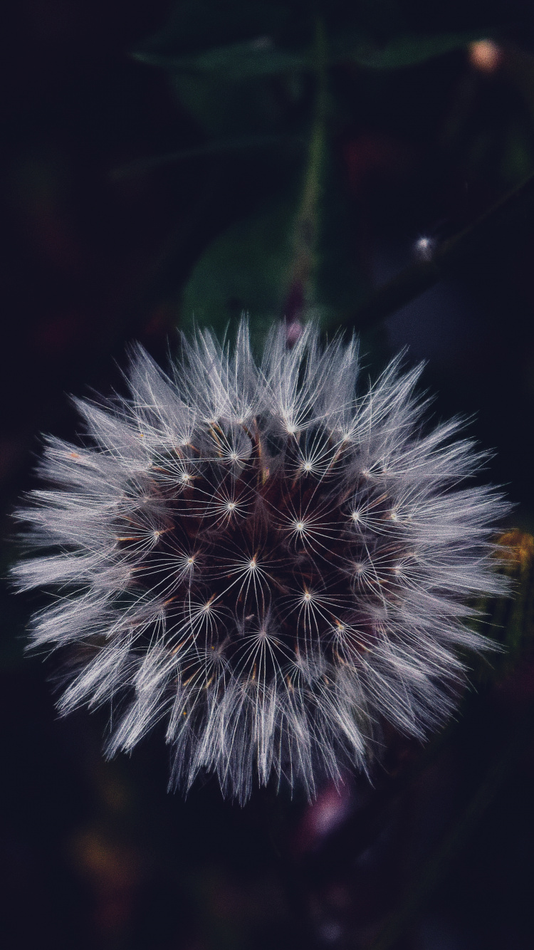 White Dandelion in Close up Photography. Wallpaper in 750x1334 Resolution