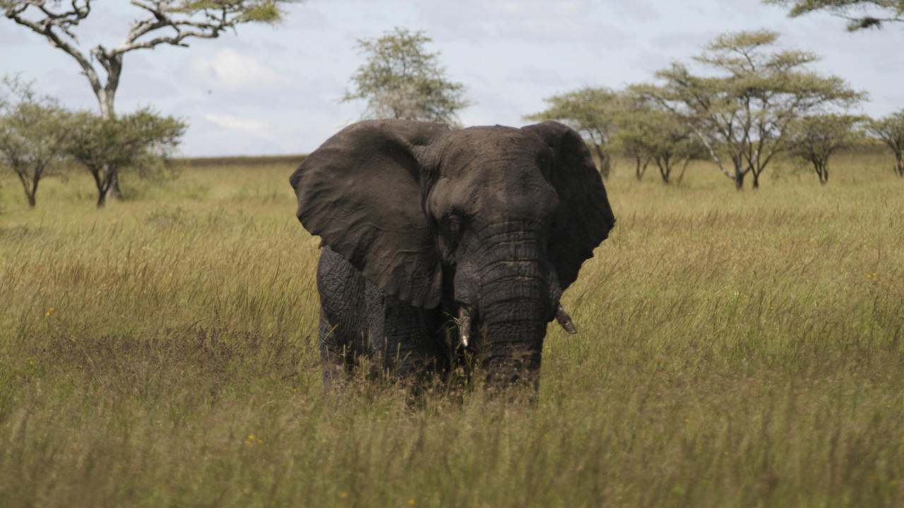 Elephant on Green Grass Field During Daytime. Wallpaper in 1280x720 Resolution