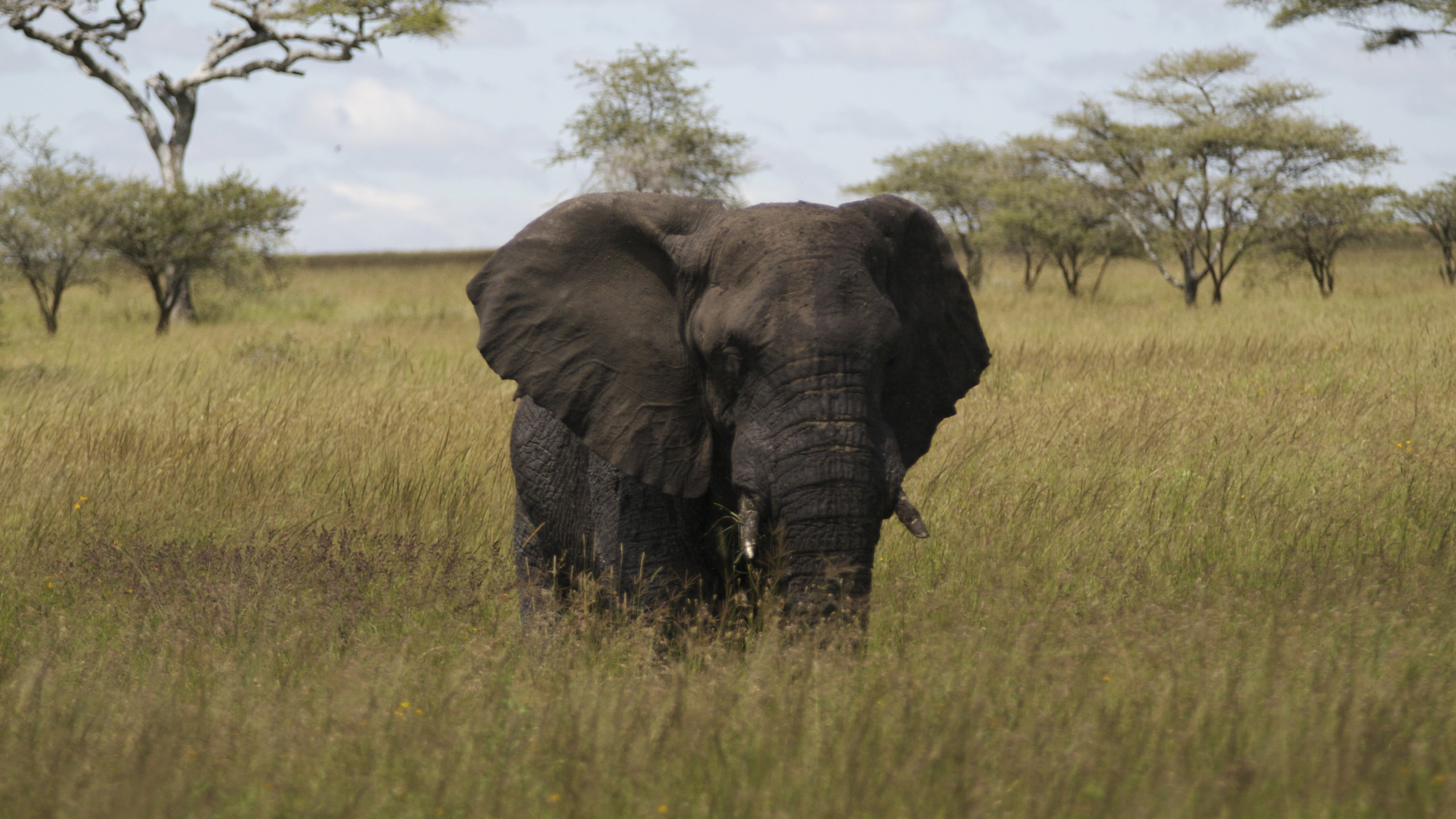 Elephant on Green Grass Field During Daytime. Wallpaper in 2560x1440 Resolution