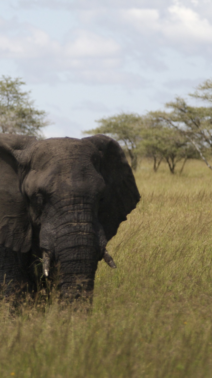Elephant on Green Grass Field During Daytime. Wallpaper in 720x1280 Resolution