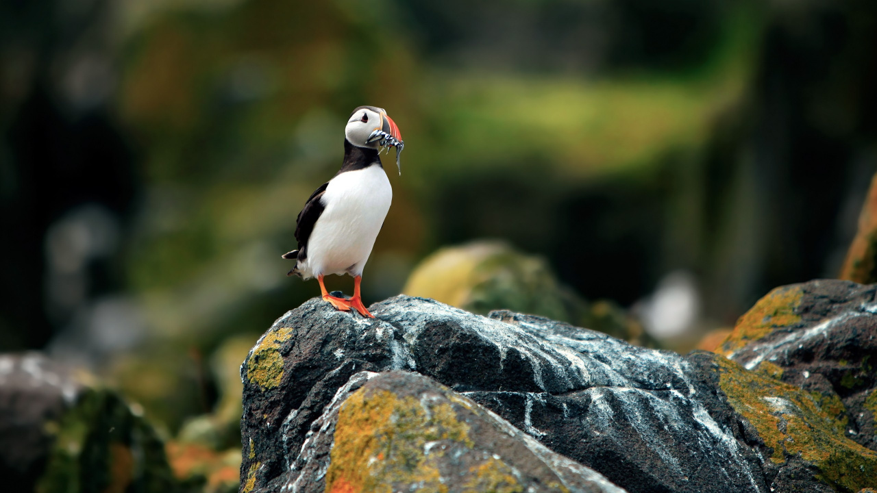 Oiseau Blanc et Noir Sur Rocher Noir. Wallpaper in 1280x720 Resolution