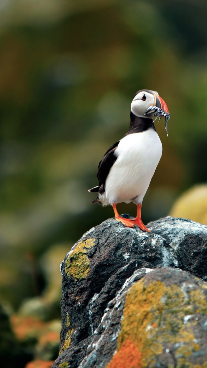 大西洋海雀, 鸟, 海鸟, Charadriiformes, 动植物 壁纸 720x1280 允许