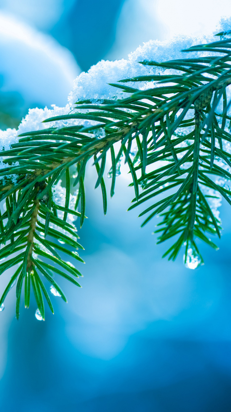 Green Leaf in Close up Photography. Wallpaper in 750x1334 Resolution