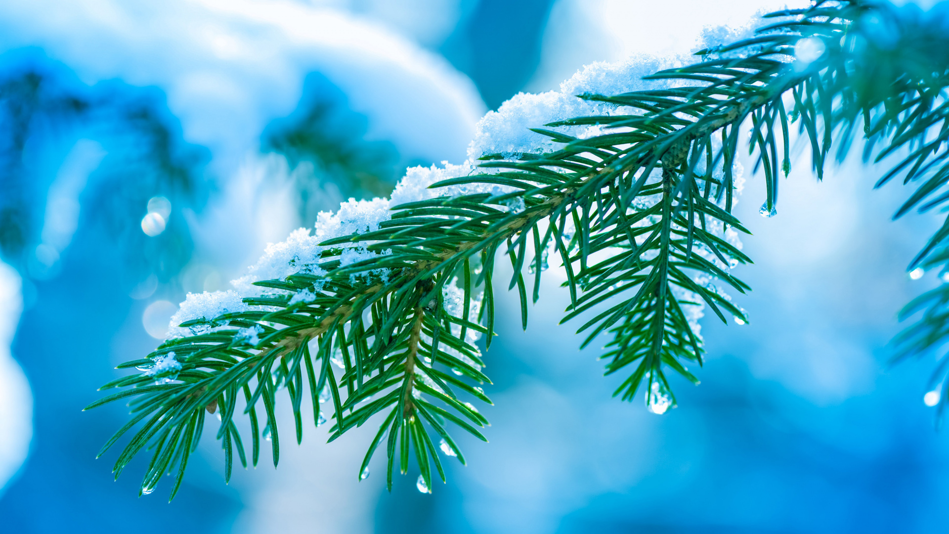 Hoja Verde en Fotografía de Cerca. Wallpaper in 1920x1080 Resolution