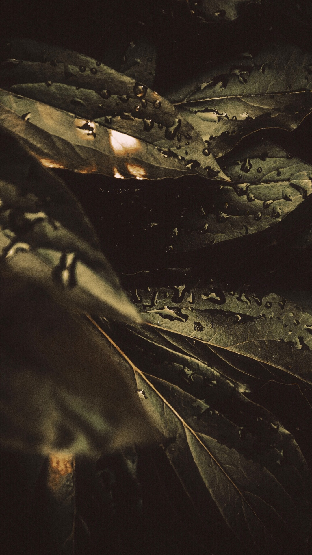 Dew, Black, Darkness, Water, Night. Wallpaper in 1080x1920 Resolution