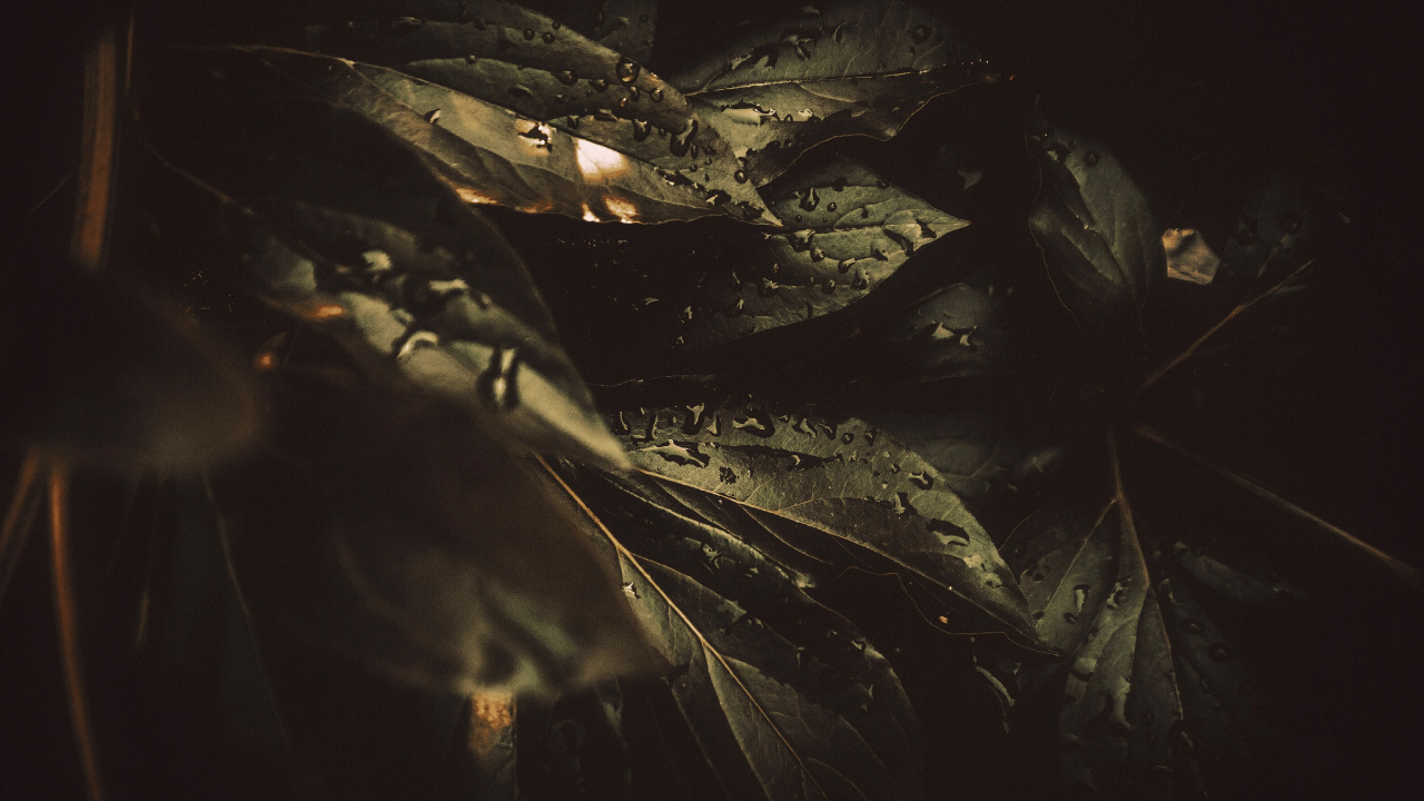 Dew, Black, Darkness, Water, Night. Wallpaper in 1280x720 Resolution