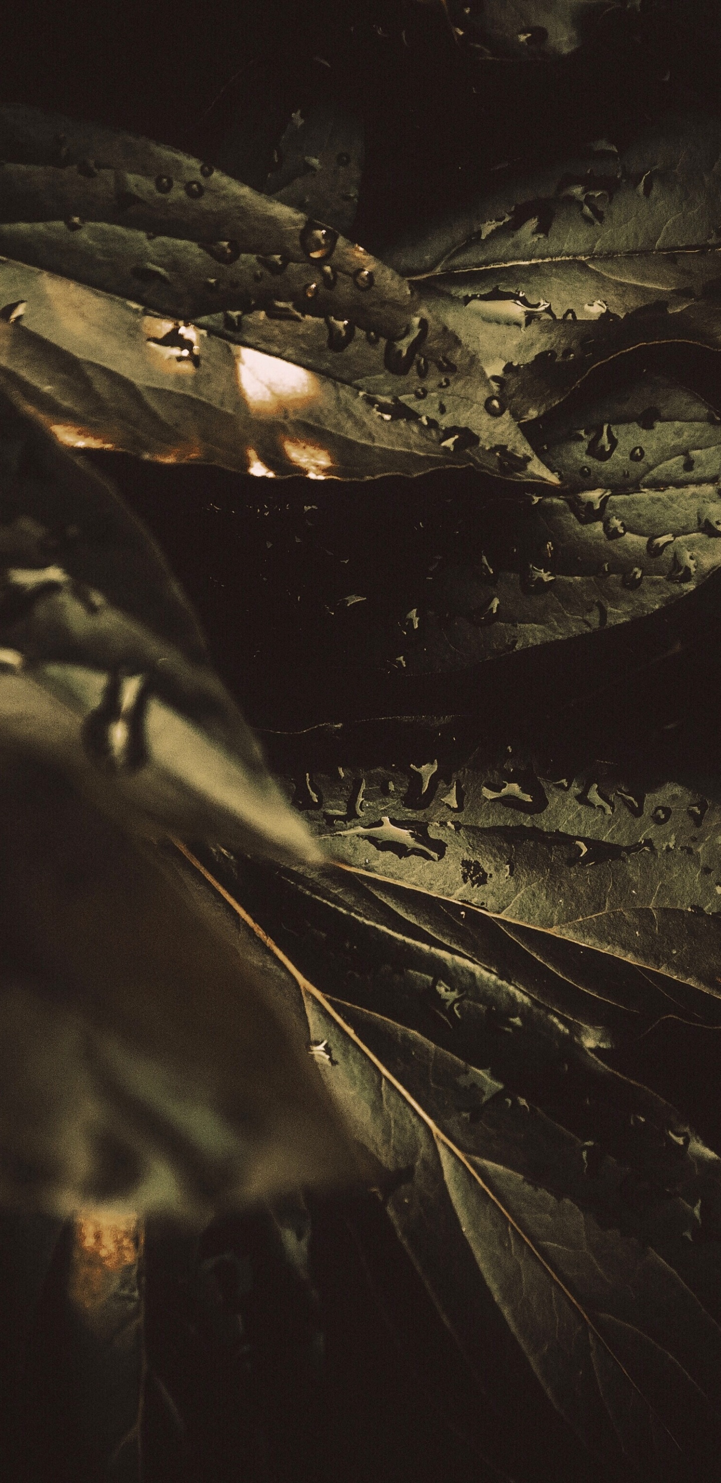 Dew, Black, Darkness, Water, Night. Wallpaper in 1440x2960 Resolution