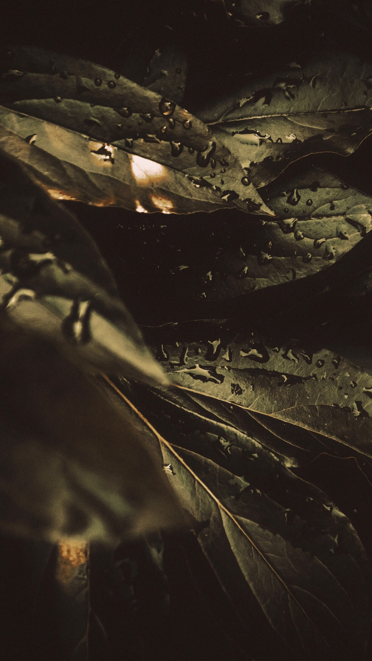 Dew, Black, Darkness, Water, Night. Wallpaper in 750x1334 Resolution