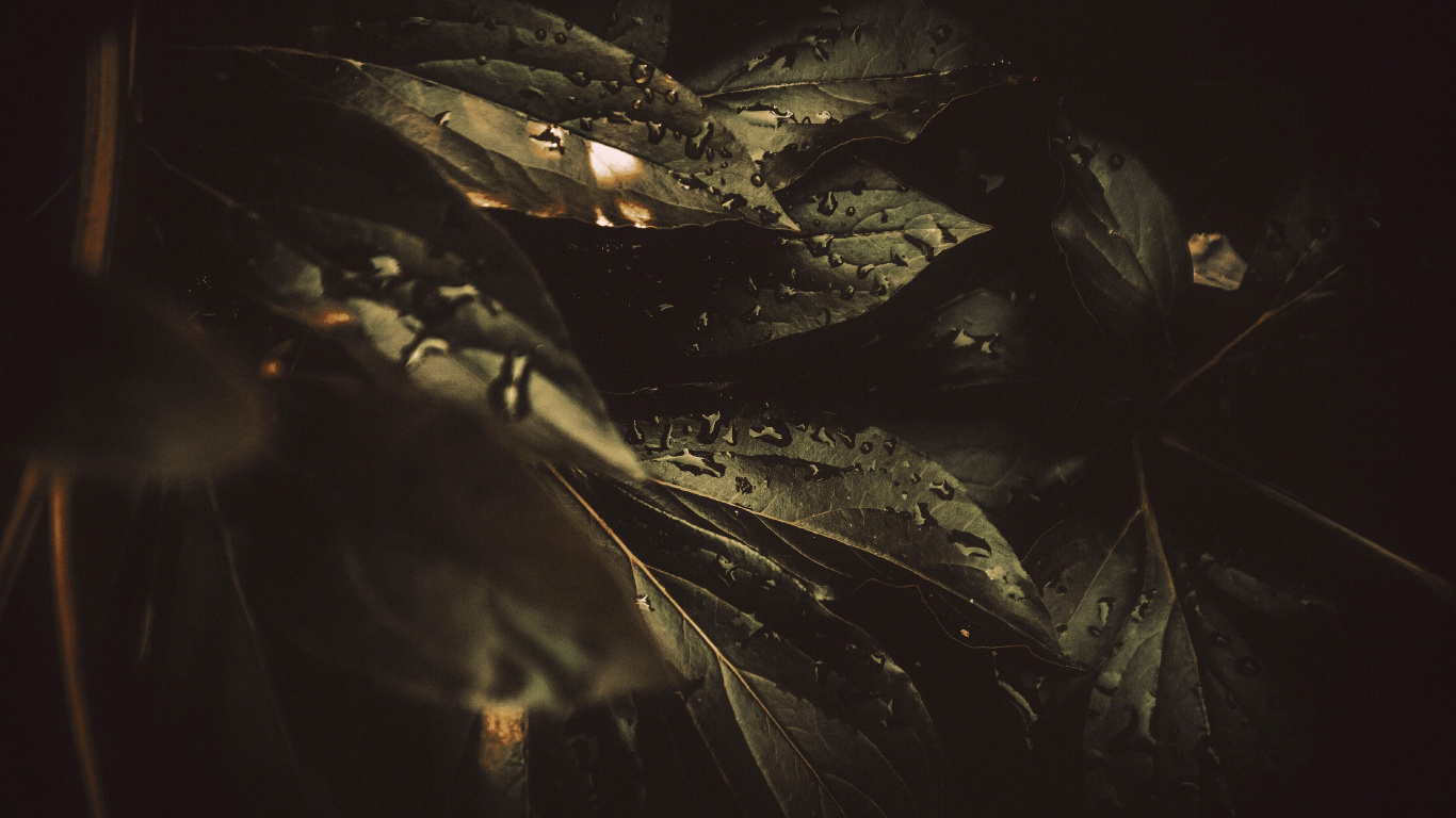 Rosée, Noir, Obscurité, Eau, Nuit. Wallpaper in 1366x768 Resolution