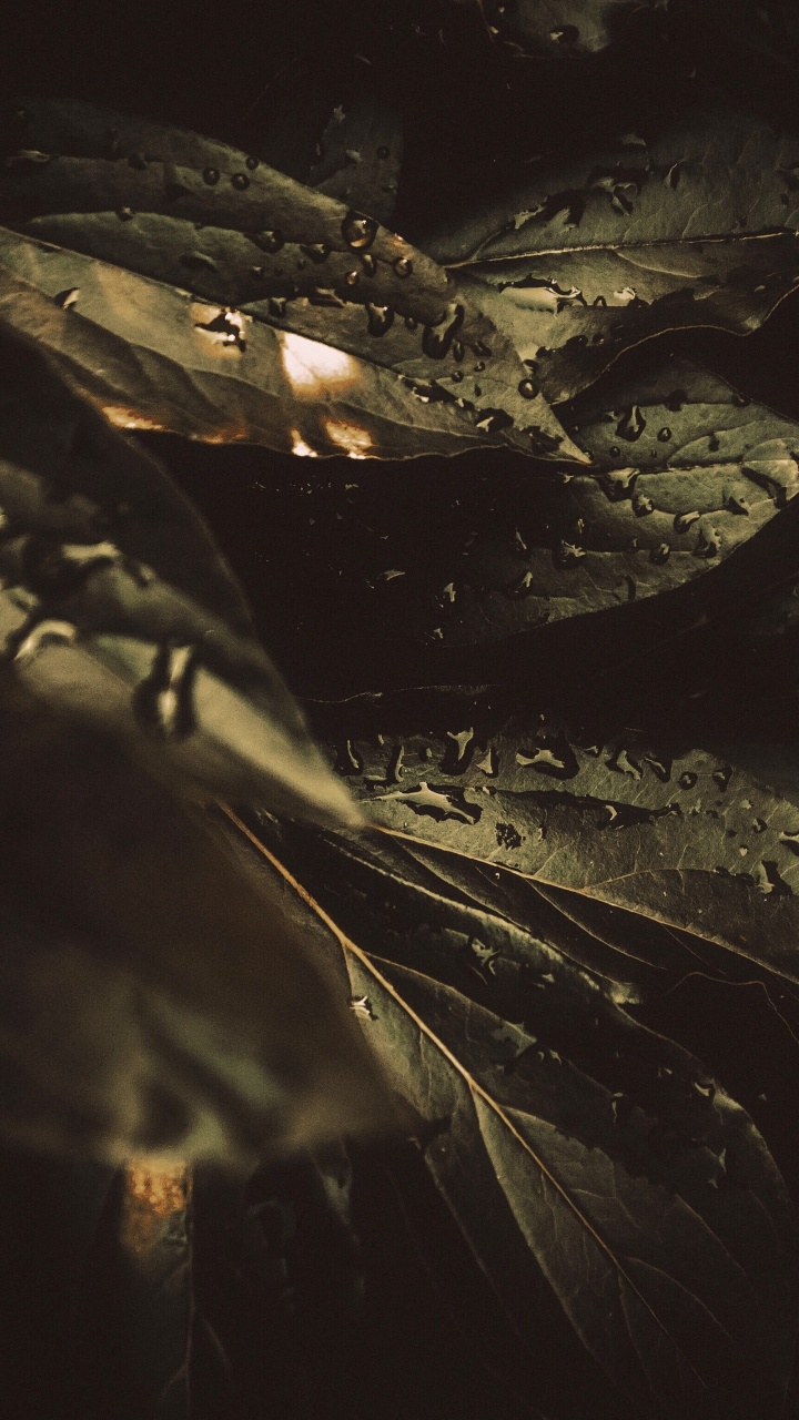 Rosée, Noir, Obscurité, Eau, Nuit. Wallpaper in 720x1280 Resolution