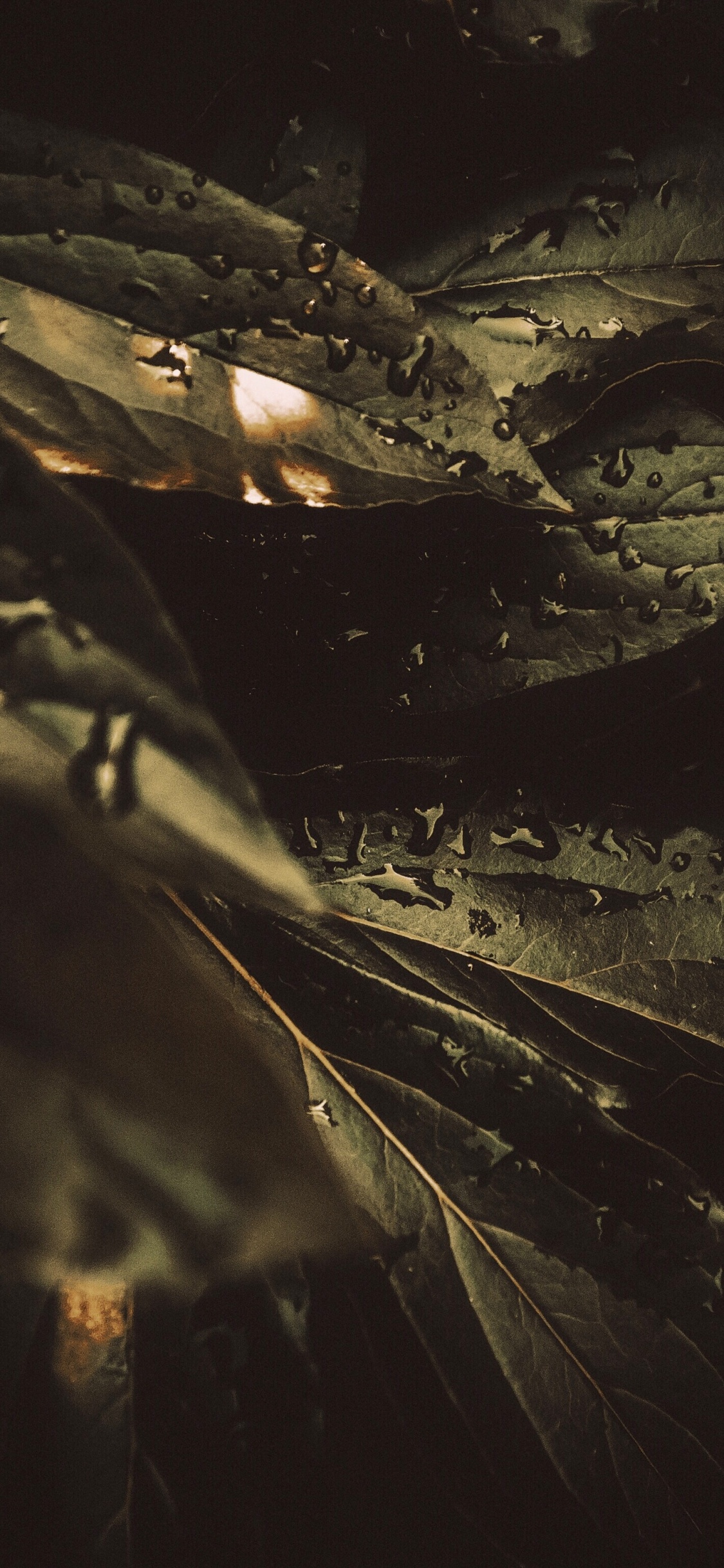 Tau, Schwarz, Wasser, Nacht, Baum. Wallpaper in 1125x2436 Resolution