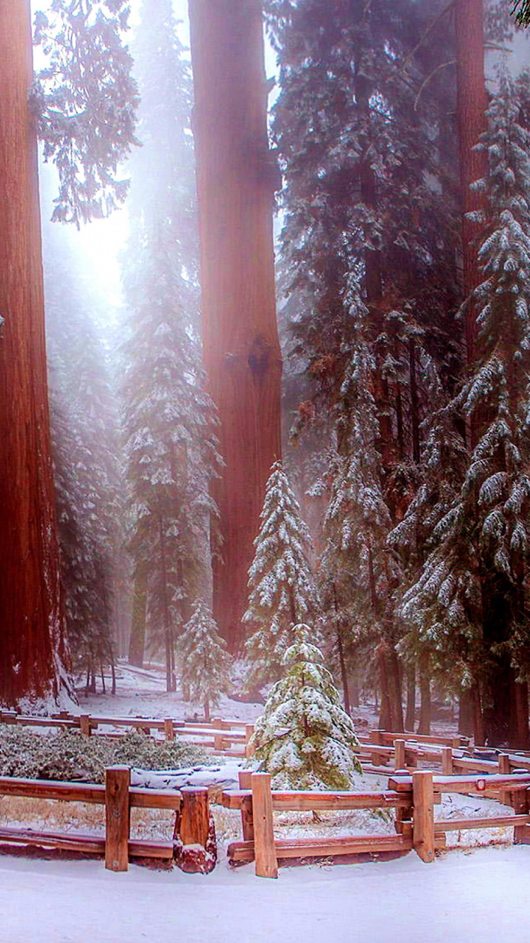 Braune Holzbank in Der Nähe Von Bäumen Tagsüber. Wallpaper in 750x1334 Resolution