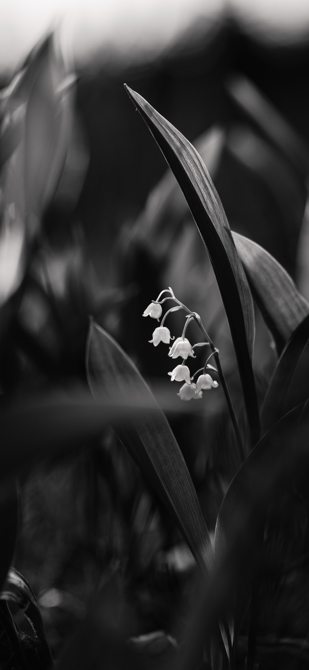 Grayscale Photo of White Flower. Wallpaper in 1242x2688 Resolution