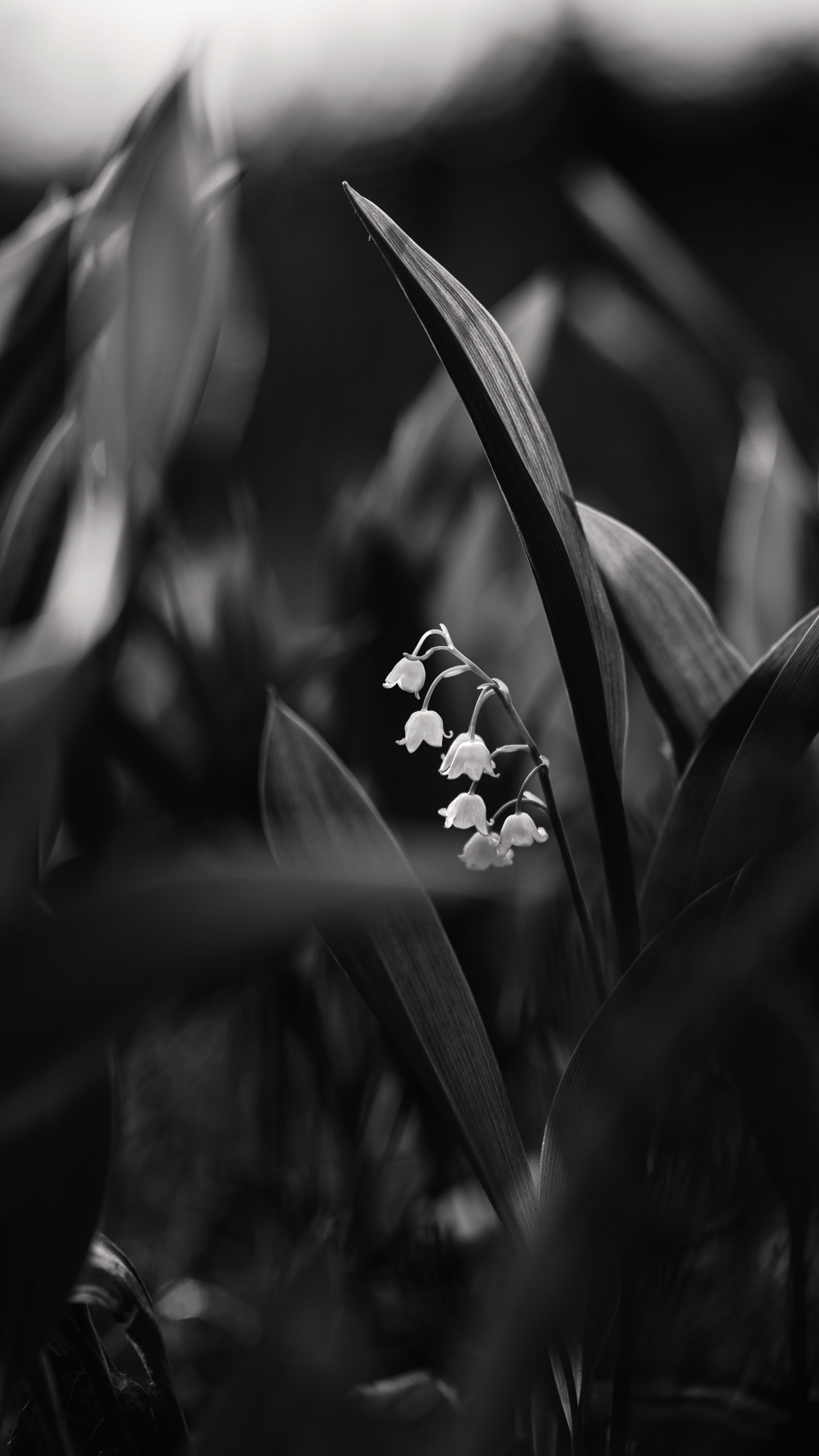 Photo en Niveaux de Gris D'une Fleur Blanche. Wallpaper in 1440x2560 Resolution