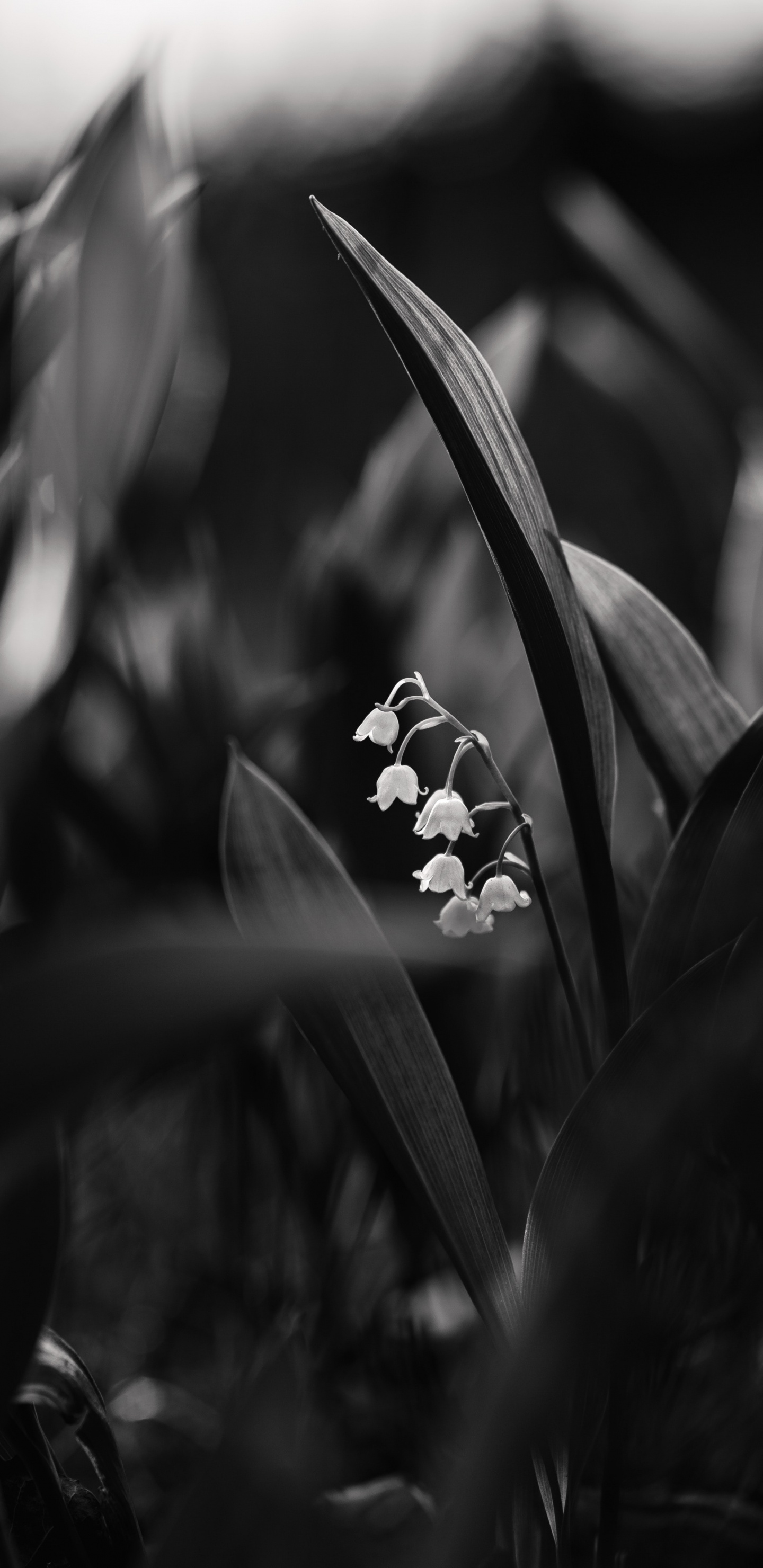 Photo en Niveaux de Gris D'une Fleur Blanche. Wallpaper in 1440x2960 Resolution