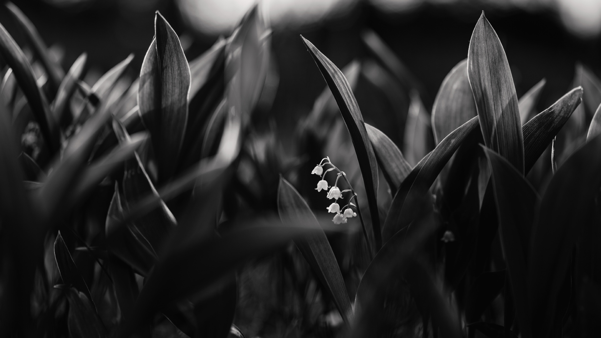 Graustufenfoto Der Weißen Blume. Wallpaper in 1920x1080 Resolution