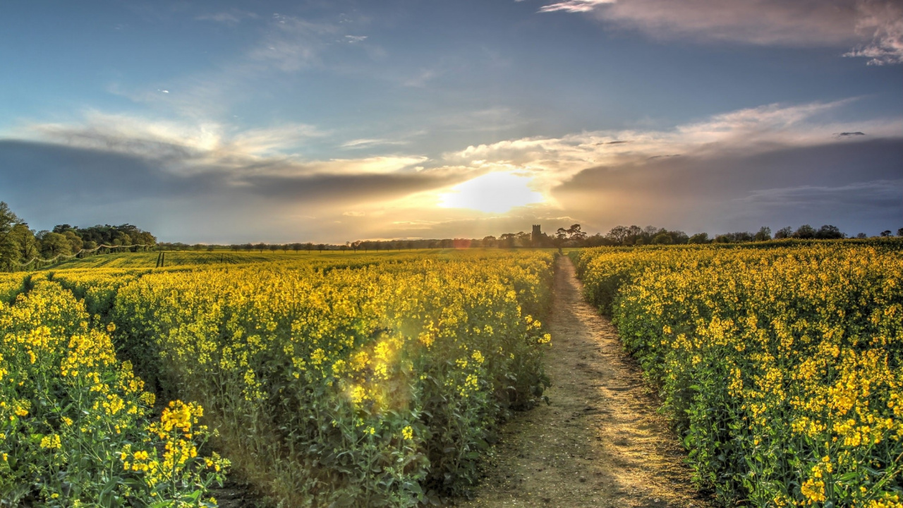 Yellow Flower Field Under Blue Sky During Daytime. Wallpaper in 1280x720 Resolution