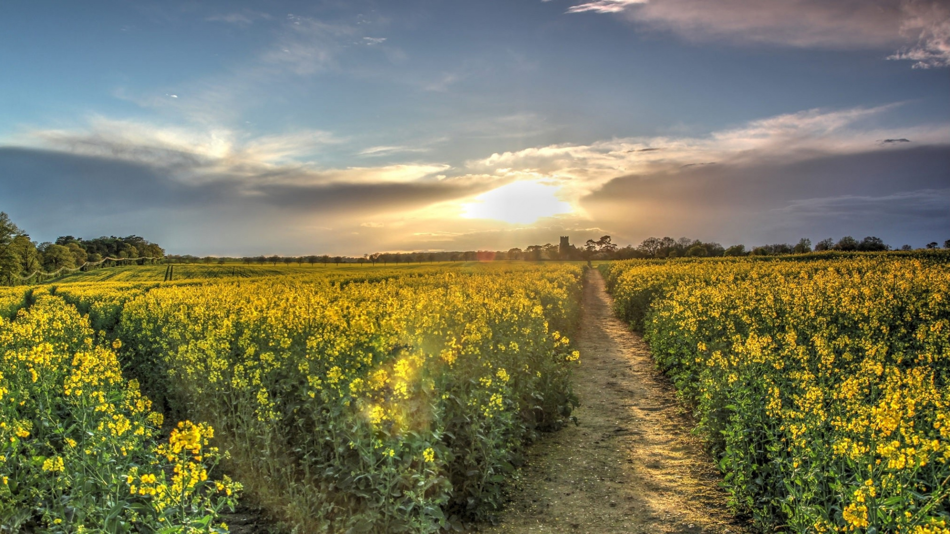 Yellow Flower Field Under Blue Sky During Daytime. Wallpaper in 1920x1080 Resolution
