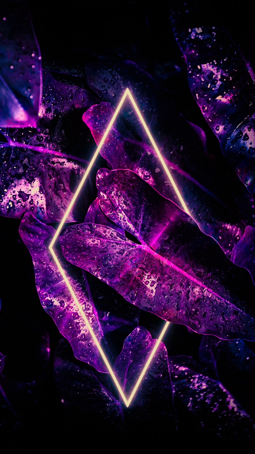 光, 盆栽, 紫色的, 紫罗兰色, 粉红色 壁纸 1080x1920 允许