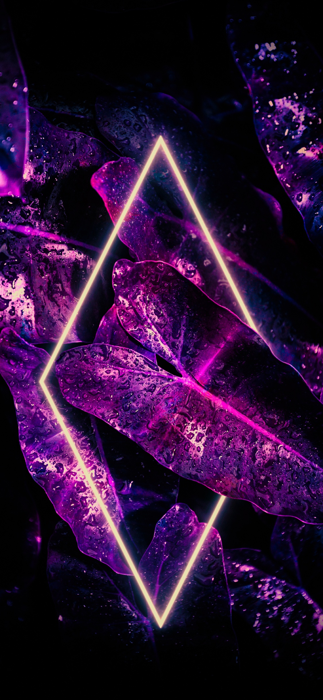 光, 盆栽, 紫色的, 紫罗兰色, 粉红色 壁纸 1125x2436 允许