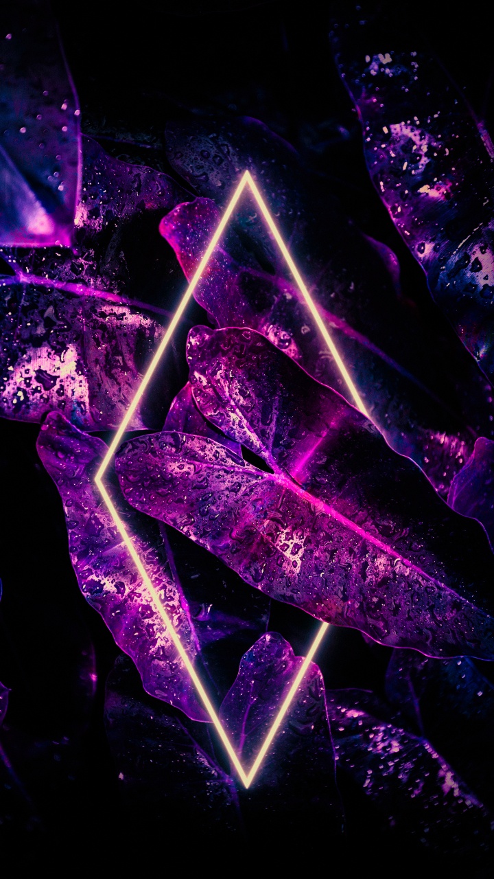 光, 盆栽, 紫色的, 紫罗兰色, 粉红色 壁纸 720x1280 允许