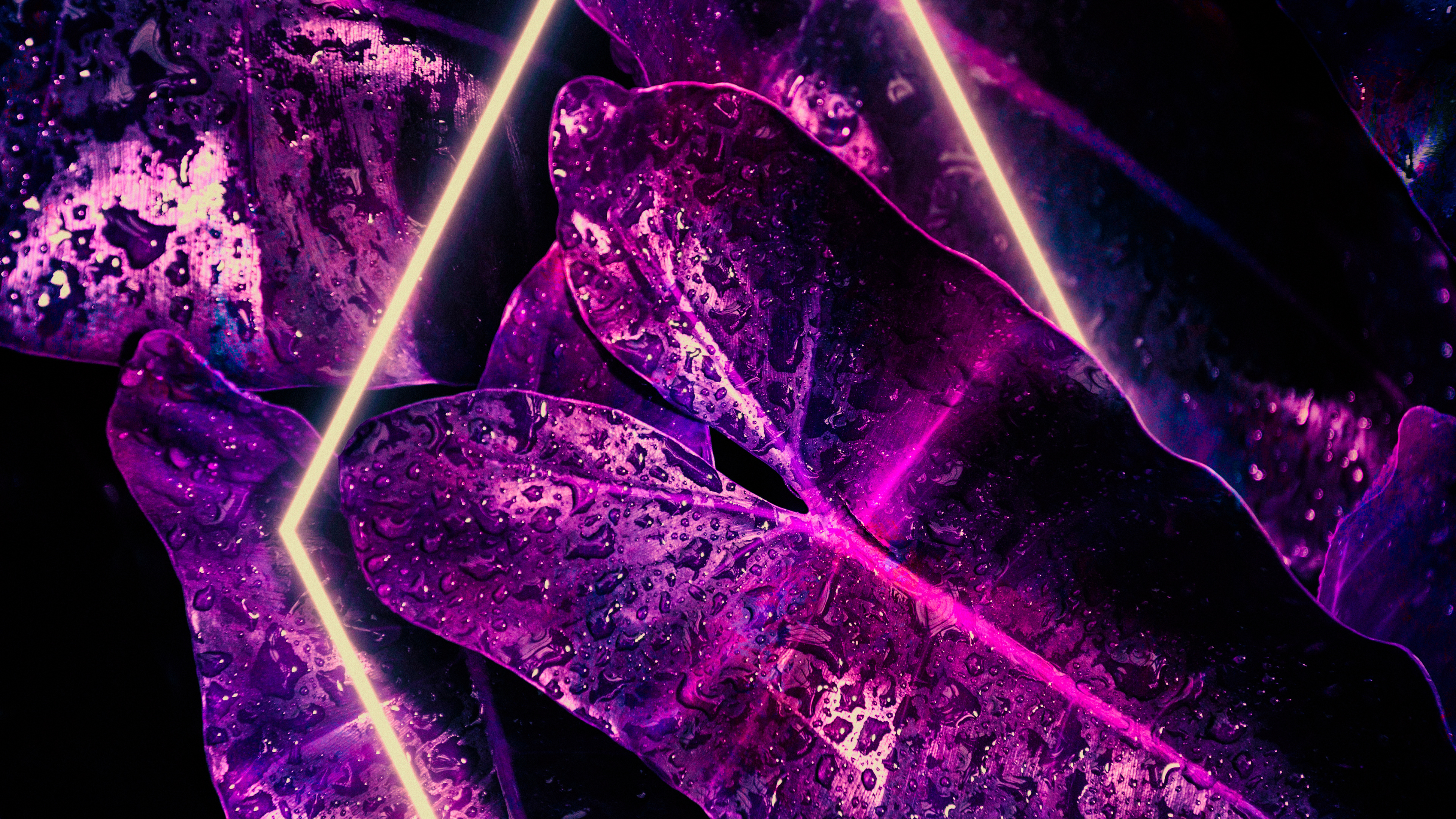 Lumière, Plante D'intérieur, Eau, Purple, Violette. Wallpaper in 3840x2160 Resolution