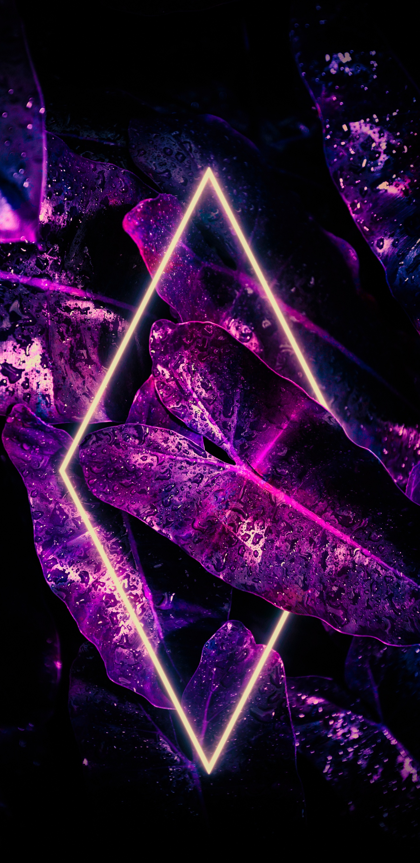 Luz, Planta de Interior, Agua, Morado, Violeta. Wallpaper in 1440x2960 Resolution