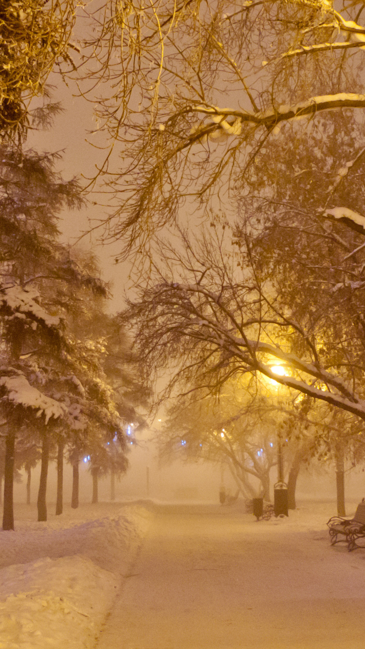 Brown Bare Trees on Snow Covered Ground During Daytime. Wallpaper in 750x1334 Resolution