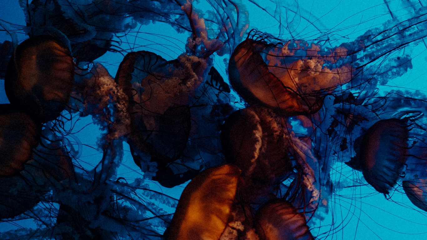 Arts Visuels, Encore de la Vie, Art, Vie, Méduse. Wallpaper in 1366x768 Resolution