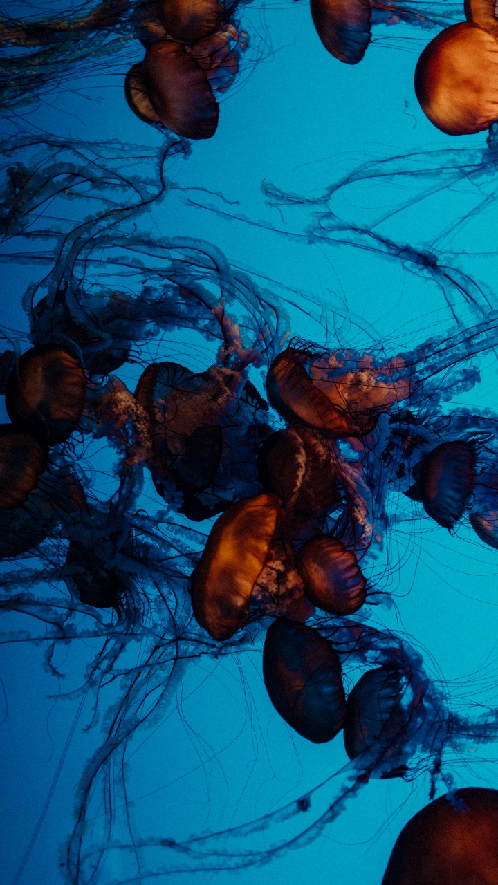 Visual Arts, Still Life, Art, Life, Jellyfish. Wallpaper in 720x1280 Resolution