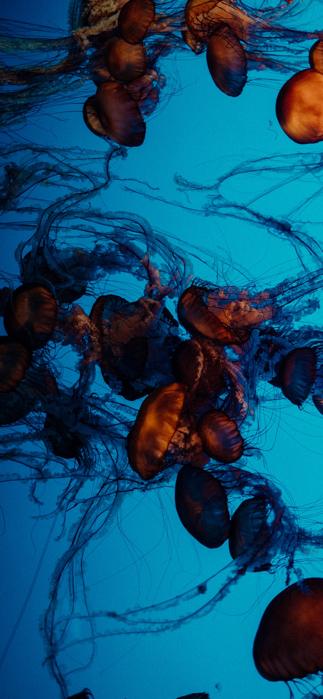 Visual Arts, Stilleben, Kunst, Leben, Qualle. Wallpaper in 1125x2436 Resolution